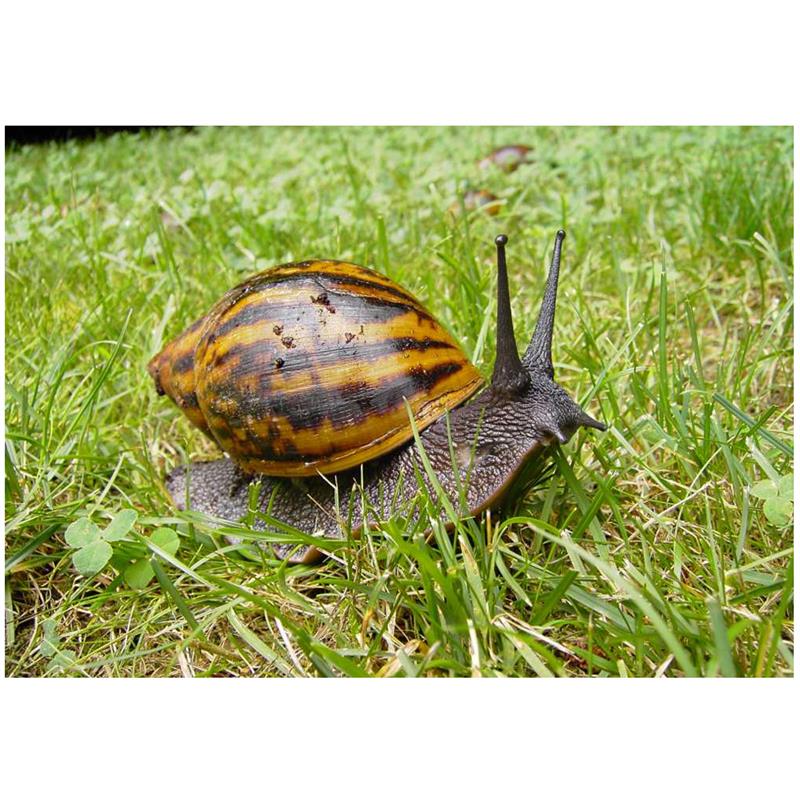 Melc gigant Ghana - imagine 4